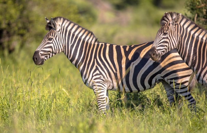 Common Zebra on green savanna