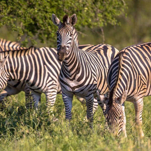Four Common Zebra