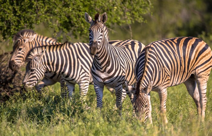 Four Common Zebra