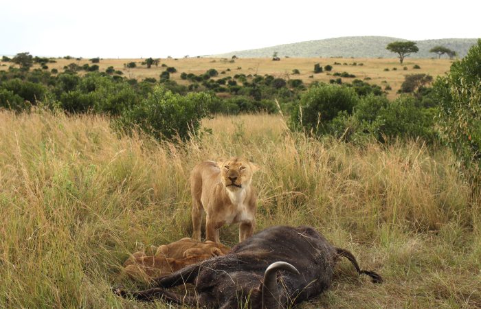 Little lionesses feeding from a dead black deer in the middle of the African jungles